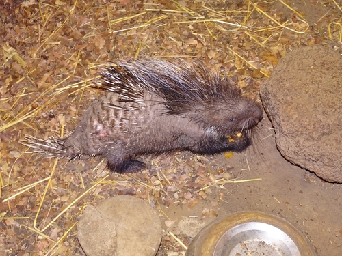 Crested Porcupine