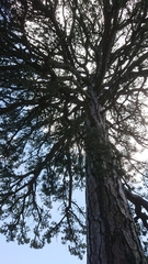 Pinus nigra pallasiana
