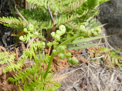 Pteridium aquilinum decompositum