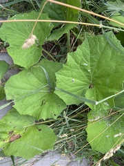 Tussilago farfara