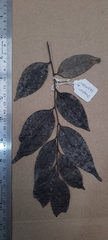Orophea thomsonii