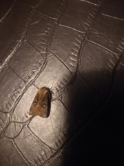 Ochropleura implecta