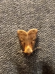 Ochropleura implecta