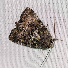 Oligia chlorostigma
