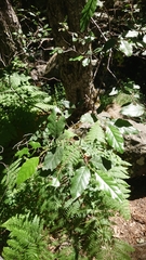 Alnus orientalis
