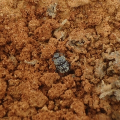 Gymnopleurus gemmatus