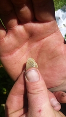 Coenonympha haydenii