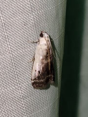 Acrobasis tumidulella