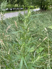 Artemisia vulgaris