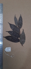 Orophea thomsonii