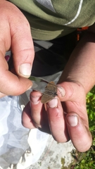 Coenonympha haydenii