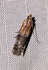 Moodna pallidostrinella