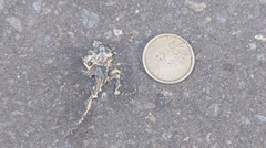 Pristimantis altamazonicus