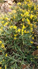Genista fasselata