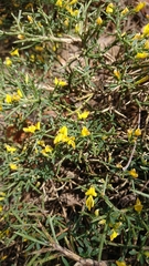 Genista fasselata