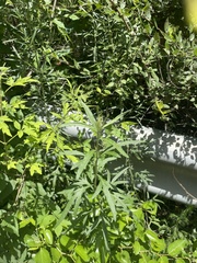 Artemisia codonocephala