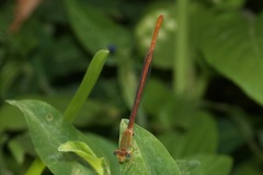 Ceriagrion glabrum