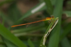 Ceriagrion glabrum