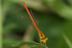 Ceriagrion glabrum