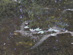 Nymphaea leibergii