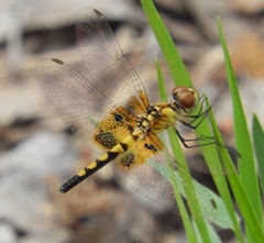 Celithemis amanda