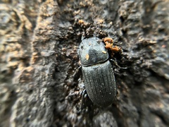 Aegus laevicollis formosae