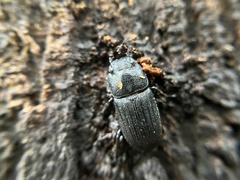Aegus laevicollis formosae