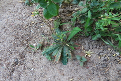 Biophytum sensitivum
