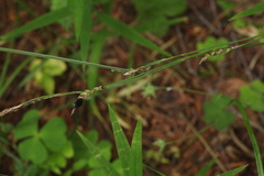 Anthracoidea irregularis