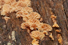 Marasmiellus affixus