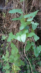 Smilax aspera