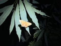 Thinopteryx crocoptera