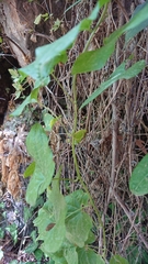 Smilax aspera