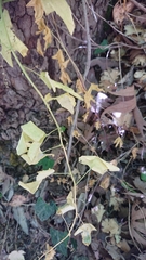 Smilax aspera