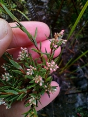 Leucopogon collinus