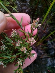 Leucopogon collinus