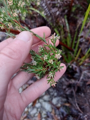 Leucopogon collinus