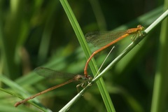Ceriagrion glabrum