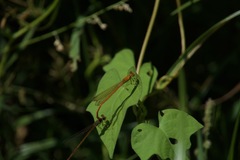 Ceriagrion glabrum