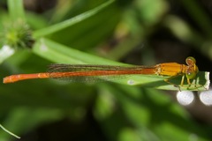 Ceriagrion glabrum