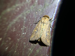 Mythimna pallidicosta