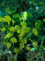 Solenostomus halimeda