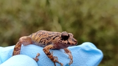 Pristimantis cremnobates