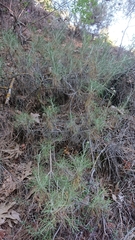 Ptilostemon chamaepeuce