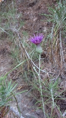 Ptilostemon chamaepeuce