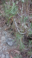 Ptilostemon chamaepeuce