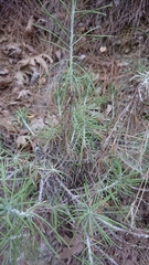 Ptilostemon chamaepeuce