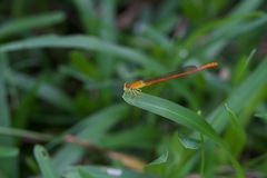 Ceriagrion glabrum