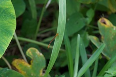 Ceriagrion glabrum