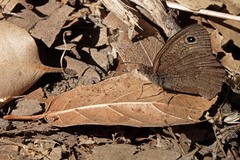Cercyonis sthenele
